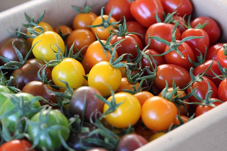 商品詳細ページ / 絶品トマトで人気の田島農園自慢の大玉トマト 4kg